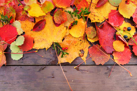 Autumn fall leaves colorful maple wooden backgroundの写真素材