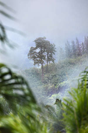 Tropic forest in rain and white mist fogの写真素材