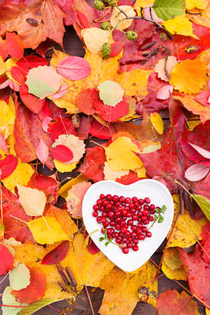 Fresh red forest cranberries in heart plate at colorful fall leaves on wooden background autumn designの写真素材