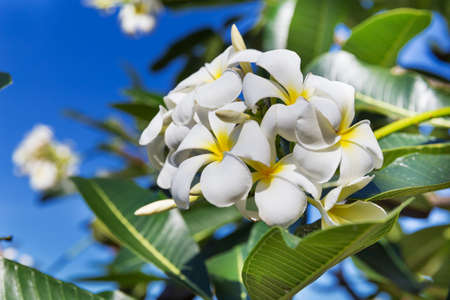 Blossom frangipani plumeria white flower on a treeの写真素材