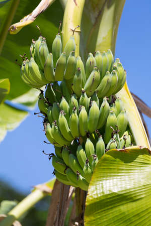 Fresh green banana fruits on a tree plantationの写真素材