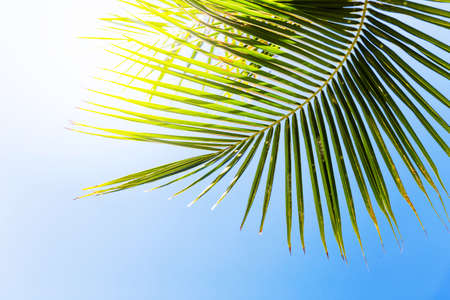 Tropic palm leaves in front of the blue sky Asiaの写真素材