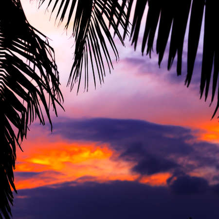 Asian tropic exotic sunset near palms and sea beach shoreの写真素材