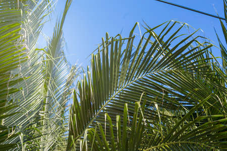 Palm leaves and blue sky tropic asiaの写真素材
