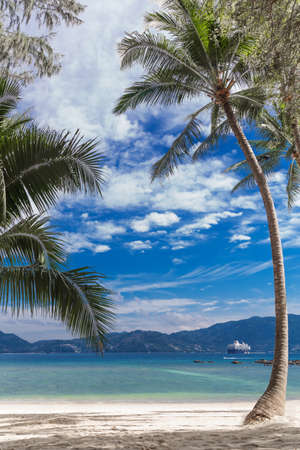 Palm on a tropic white beach sea shoreの写真素材