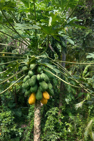 Raw ripe yellow organic papaya growing on a treeの写真素材