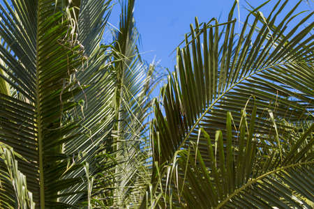 Palm leaves and blue sky tropic asiaの写真素材