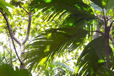 Palm leaves and blue sky tropic asiaの写真素材