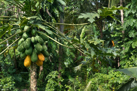 Raw ripe yellow organic papaya growing on a treeの写真素材