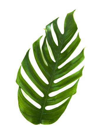 Tropic monstera palm jungle leaf isolated on white backgroung with clipping pathの写真素材
