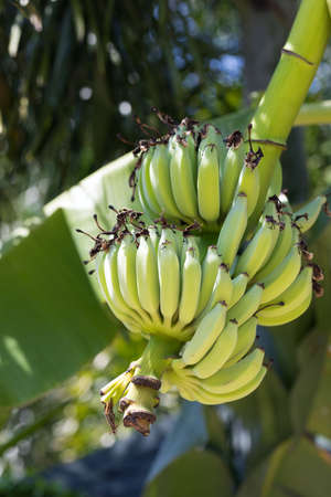 Fresh green banana fruits on a tree plantationの写真素材