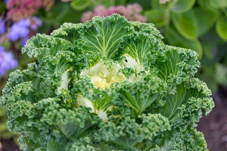 Cauliflower, Fresh decorative cabbage in the gardenの写真素材
