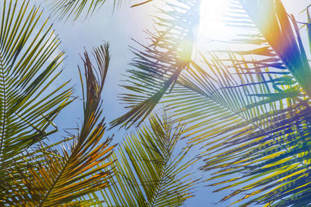 Perfect green palm leaves in front of blue skyの写真素材