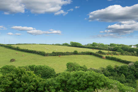 Idillic landscape with sheep, lambs, ram on a perfect juicy green grass fields and hills near ocean,...