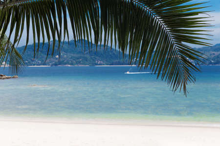 Palm on a tropic white beach sea shoreの写真素材