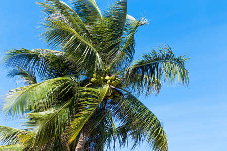 Palm trees in front of deep blue skyの写真素材