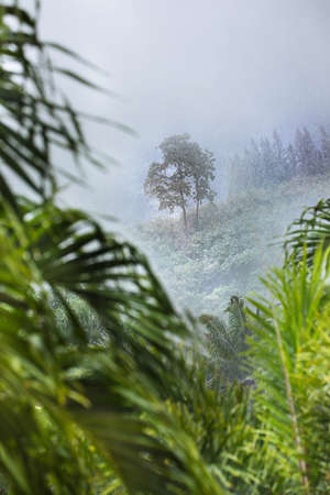 Tropic forest in rain and white mist fogの写真素材