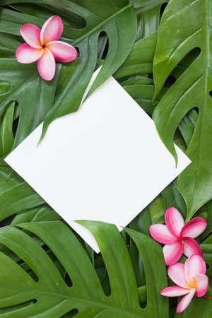 Tropical top view summer botanical concept still life white frame with monstera liana, vine, palm leaves and plumeria frangipani flower flat lay layoutの写真素材