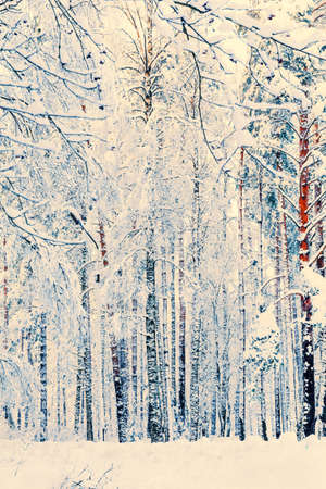 Winter Russian forest covered by snow and iceの写真素材