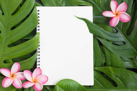 Tropical top view summer botanical concept still life white frame with monstera liana, vine, palm leaves and plumeria frangipani flower flat lay layoutの写真素材