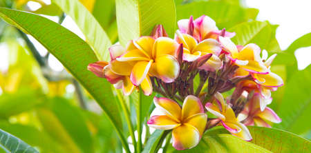 Frangipani pink yellow plumeria flowers on a tree blossom branchの写真素材