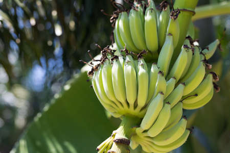 Fresh green banana fruits on a tree plantationの写真素材