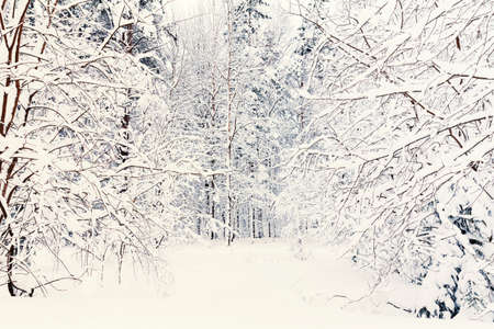 Winter Russian forest covered by snow and iceの写真素材