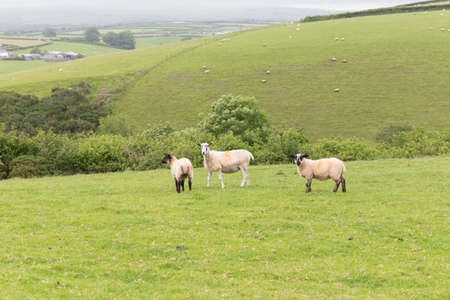Idillic landscape with sheep, lambs, ram on a perfect juicy green grass fields and hills near ocean, Cornwall, England, United Kingdomの写真素材