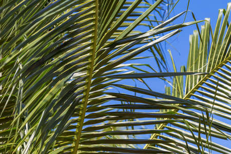 Perfect green palm leaves in front of blue skyの写真素材