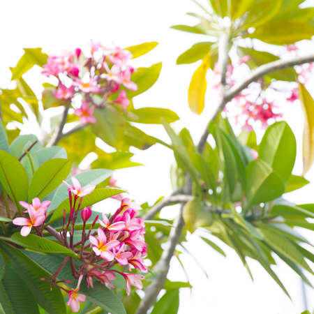 Frangipani pink plumeria flowers on a tree blossom branchの写真素材