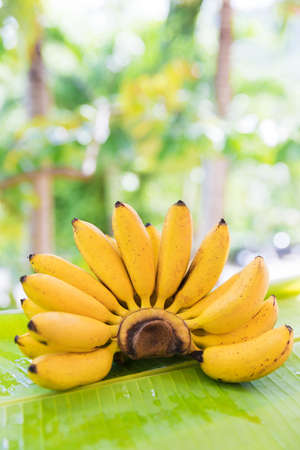 Bunch of bananas on leaf tropic exotic outdoorsの写真素材