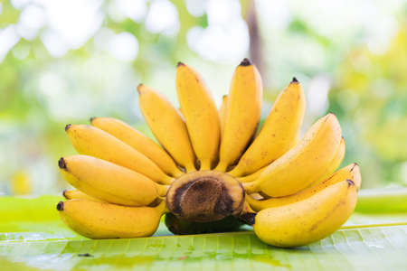 Bunch of bananas on leaf tropic exotic outdoorsの写真素材