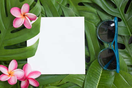 Tropical top view summer botanical concept still life white frame with monstera liana, vine, palm leaves and plumeria frangipani flower flat lay layoutの写真素材