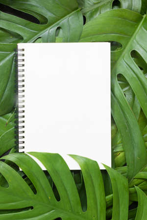 Tropical top view summer botanical concept still life white frame with monstera liana, vine, palm leaves flat lay layoutの写真素材