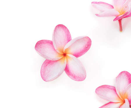 Frangipani plumeria flowers on a white backgroundの写真素材