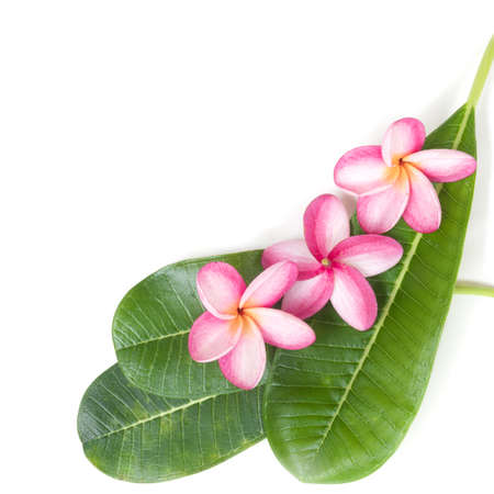 Frangipani plumeria flowers and leaves on a white backgroundの写真素材