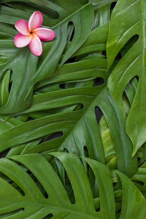 Monstera liana, vine top view still life background with frangipani plumeria flower tropical wallpaper flat lay layoutの写真素材