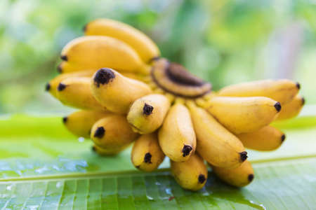 Bunch of bananas on leaf tropic exotic outdoorsの写真素材