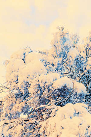 Winter Russian forest covered by snow and iceの写真素材
