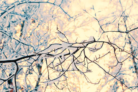 Winter russian forest in snow and iceの写真素材