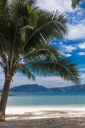 Palm on a tropic white beach sea shoreの写真素材
