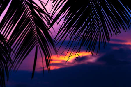 Asian tropic exotic sunset near palms and sea beach shoreの写真素材