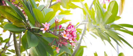 Frangipani pink plumeria flowers on a tree blossom branchの写真素材