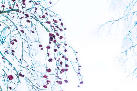 Winter Russian ashberries branch in snow and iceの写真素材