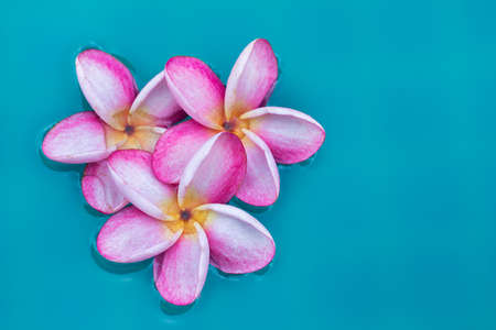 Frangipani Plumeria flower tropical background in blue swimming poolの写真素材