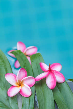 Frangipani Plumeria flower tropical background in blue swimming poolの写真素材