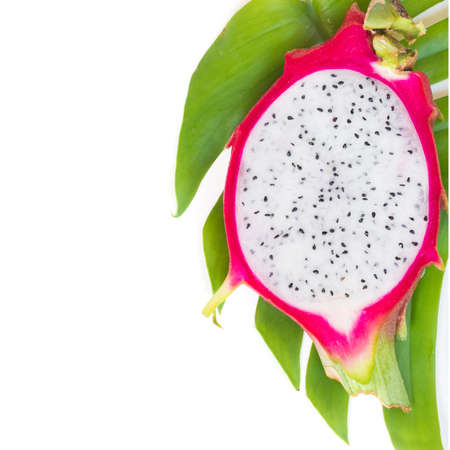 Asian dragon fruit Pitaya on a monstera liana, vineの写真素材