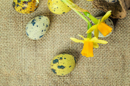 Easter eggs in the nest with narcissusの写真素材