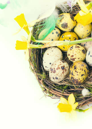 Easter eggs in the nest with narcissusの写真素材
