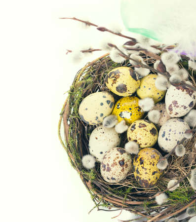 Easter eggs in the nest with narcissusの写真素材